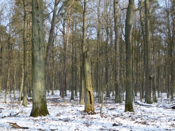 Rezerwat Konewka zimą, <p>D. Bień</p>